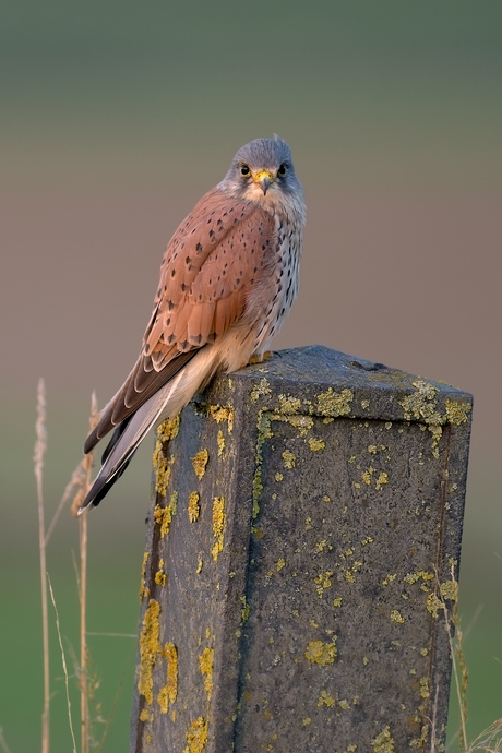 In de ogen van de jager.