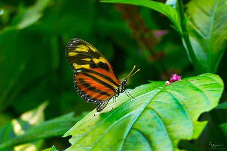 Monarch vlinder