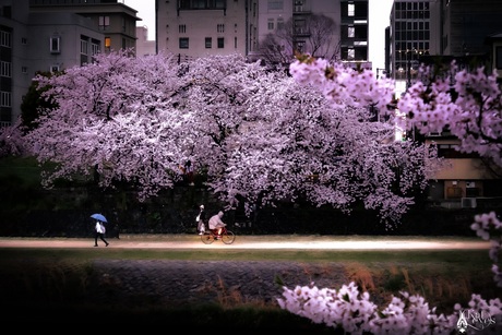 Pink showers!