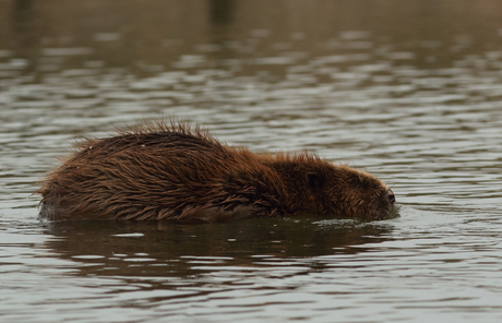 De bever