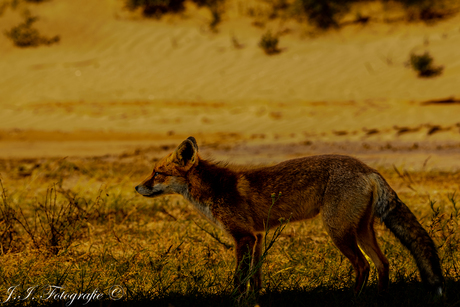 Fox painting