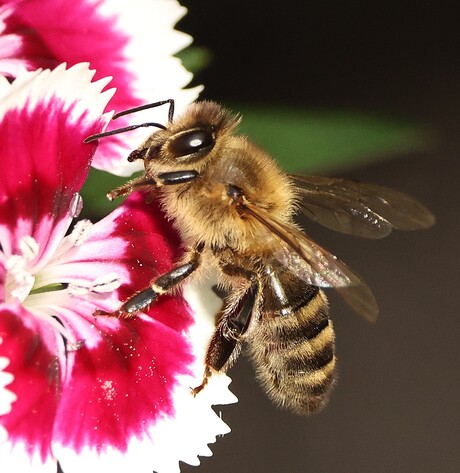 Honingbij.