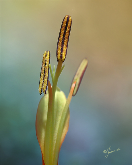 Meeldraadjes........