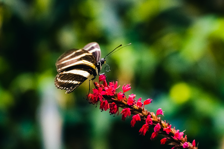 Heliconius charithoni.