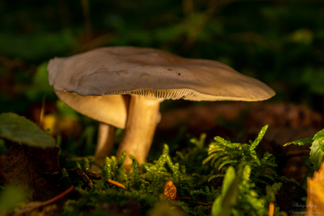 mushroom found in the Ardennen