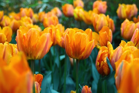 Tulpen