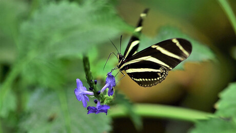 Zebravlinder.