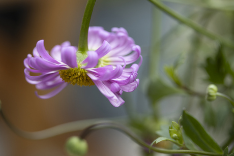 Australisch madeliefje (brachyscome)