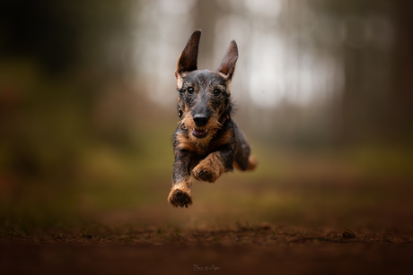 Happy New Year ✨️