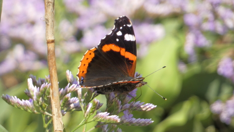 Vlinders, zijn ze er nog?