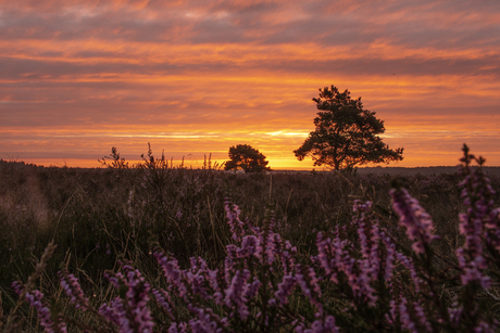 Zonsopkomst op Veluwe met paarse heide