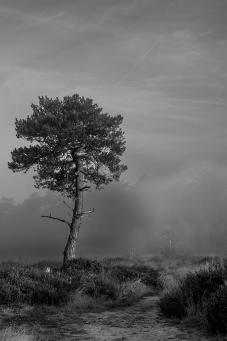 Een vroege ochtend in de duinen