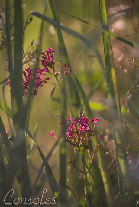 Centranthus.