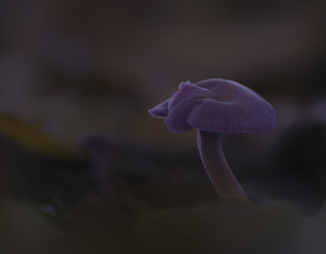 Fungi II