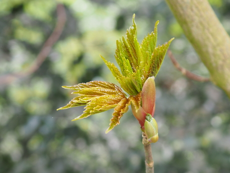 In de Leidse hout