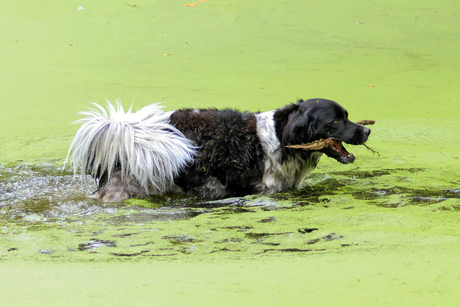 Honden actie
