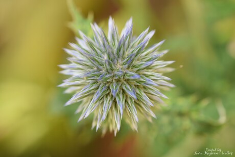 Distel 