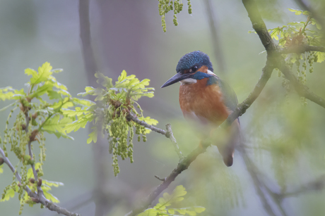 ijsvogel