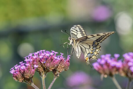 De koningin dit jaar niet gezien.