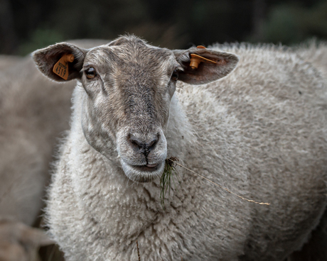 Schaap met strohalm