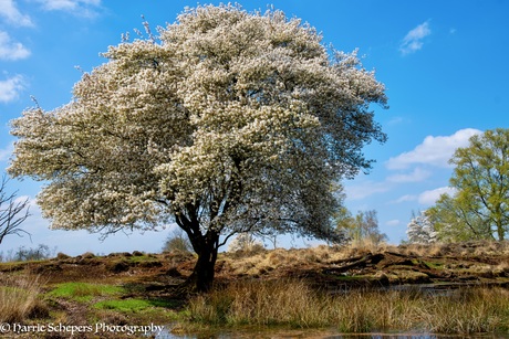 Krentenbomen in de bloei