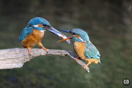 Ijsvogel, visoverdracht