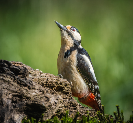 Grote bonte specht