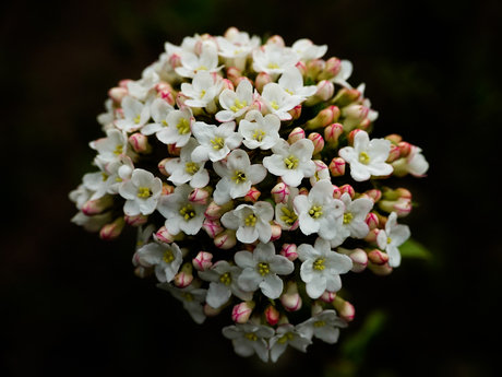 Viburnum 