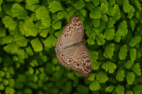 Junonia atlites