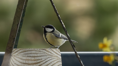 De nest in de gaten houden