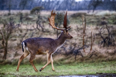 awd damhert in de regen