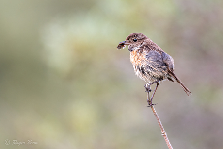 Roodborsttapuit (juveniel)