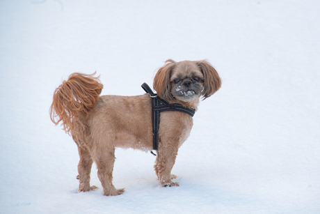 hond in sneeuw