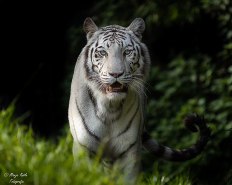 De witte tijger bij Zoo parc Overloon