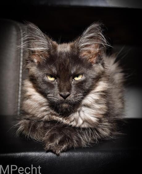 Maine coon Pebbles ChaGIDAbuba Cattery 