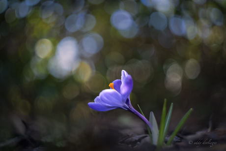 De laatste krokus