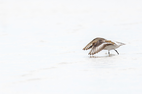 Drieteenstrandloper ready for takeoff