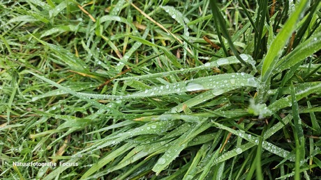Waterdruppels op het gras