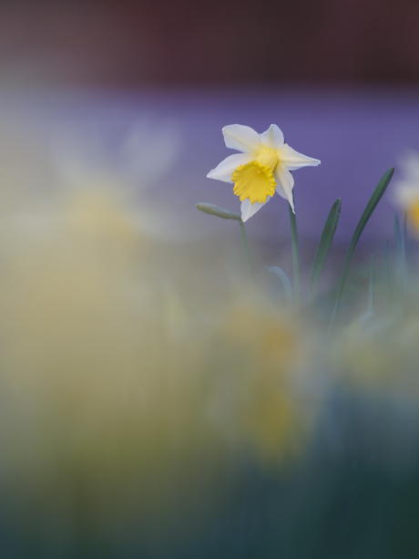 Narcis in het bos