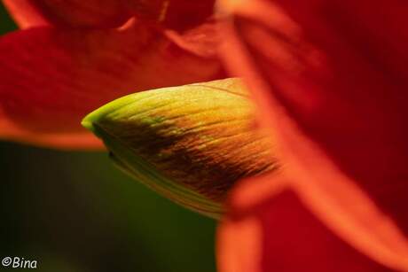 Amaryllis close-up