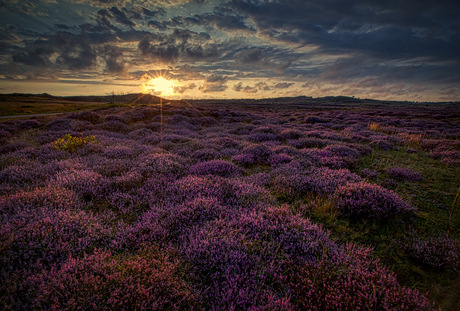 Heather explosion