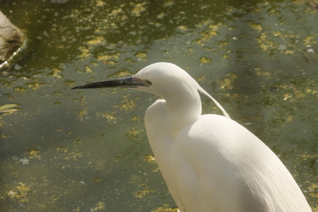 Kleine zilverreiger