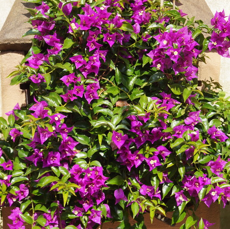 Bougainvillea