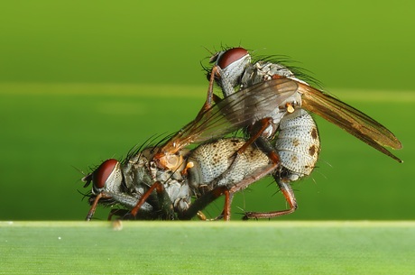 Coenosia Tigrina