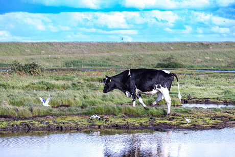 Koe verstoort broedende vogels