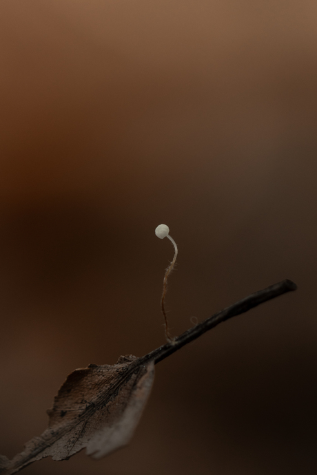 Paddenstoel Zoomdagen op zaterdag 18 en 25 oktober