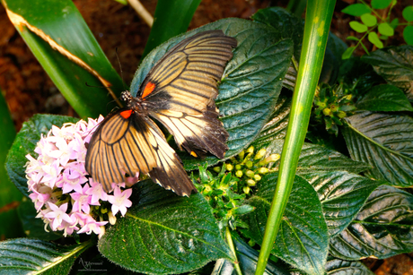Papilio memnon