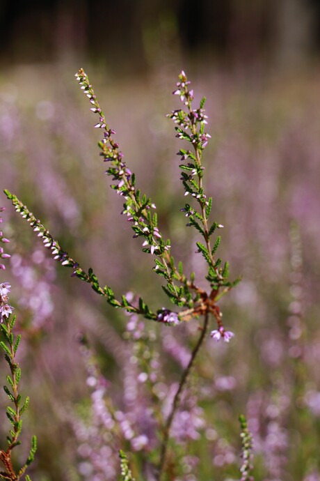 The color purple