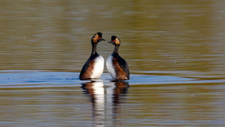 Geoorde futen in balts