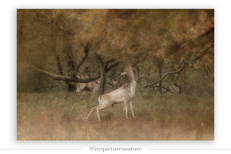 Herfst in het bos